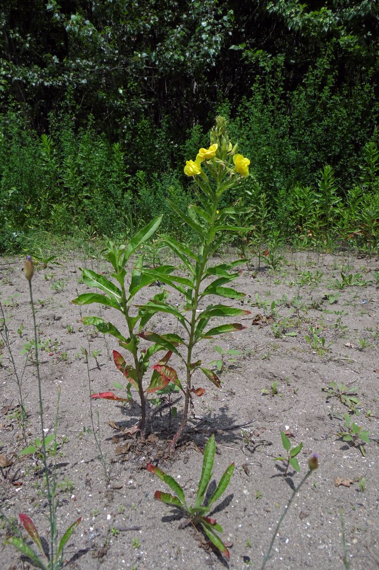 Изображение особи Oenothera biennis.