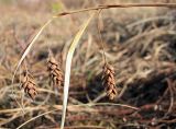 Carex paupercula. Верхушка прошлогоднего побега с соплодиями. Окрестности Архангельска, болото. 18 апреля 2010 г.