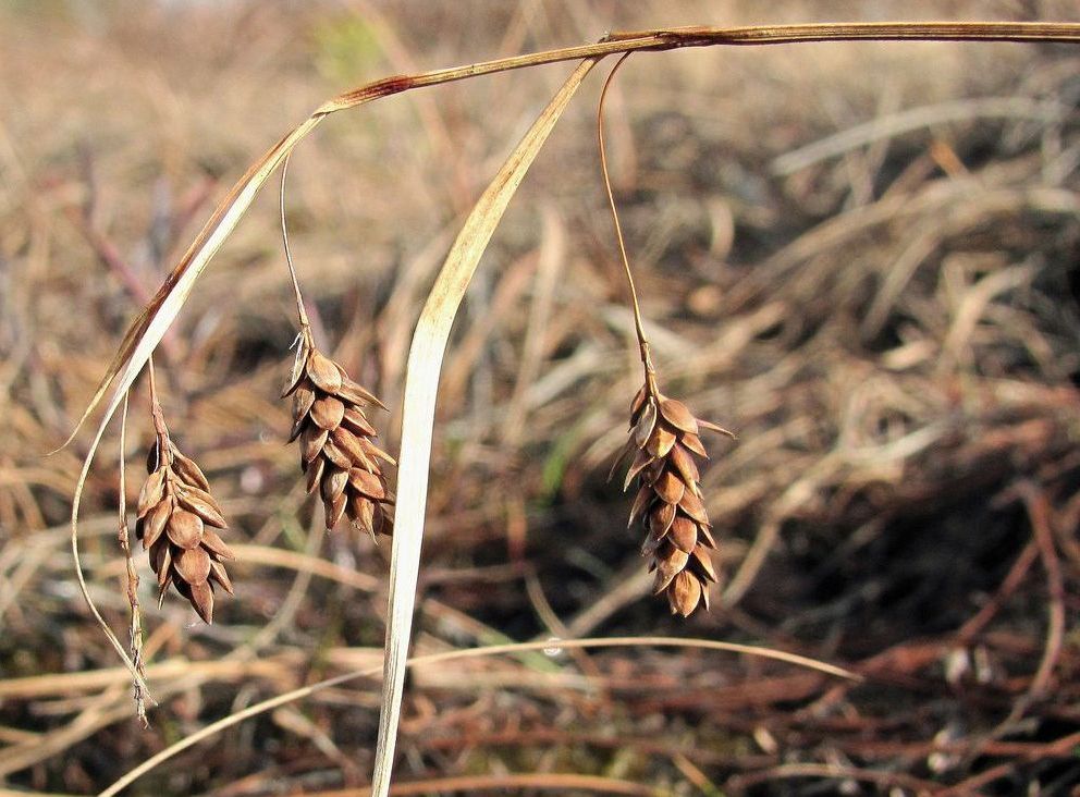 Image of Carex paupercula specimen.