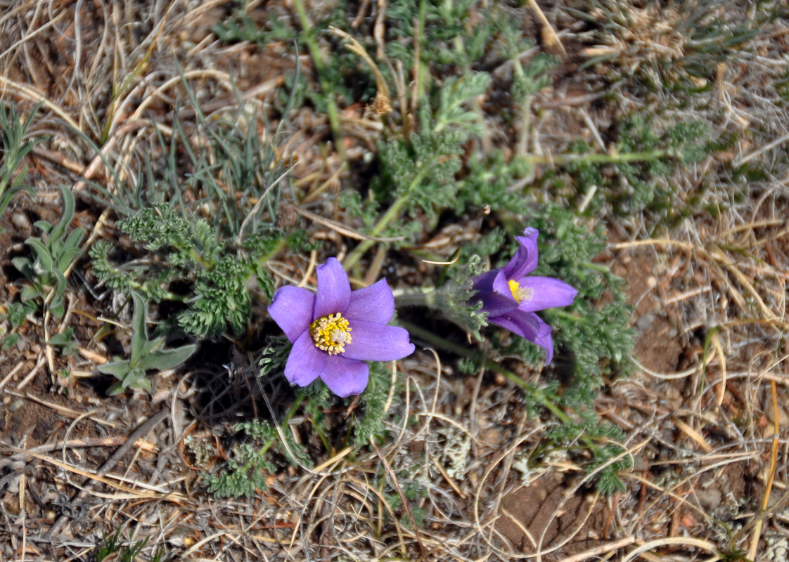 Image of Pulsatilla tenuiloba specimen.