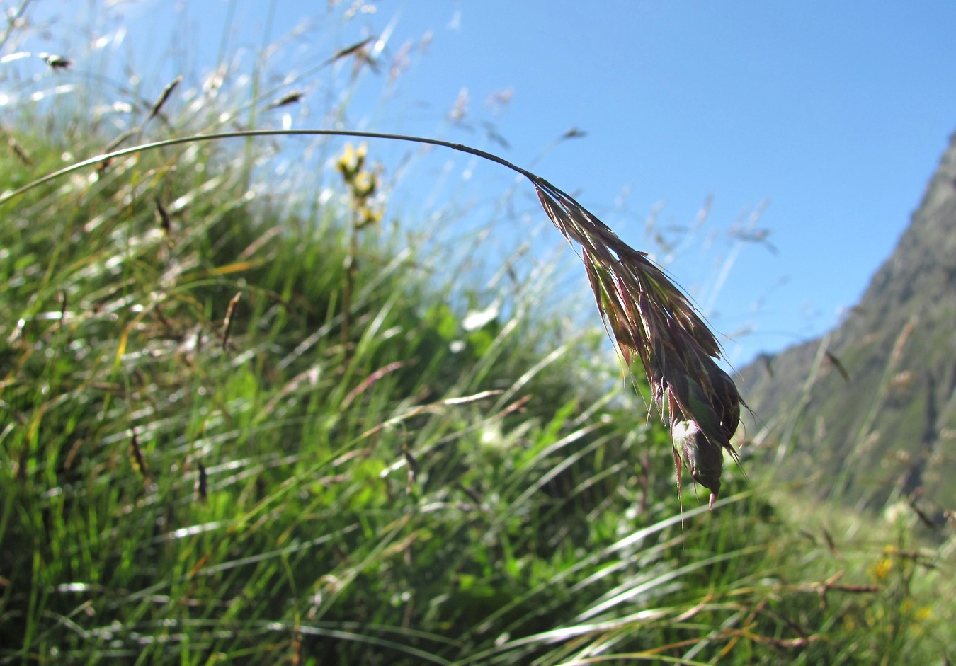 Image of Bromopsis variegata specimen.