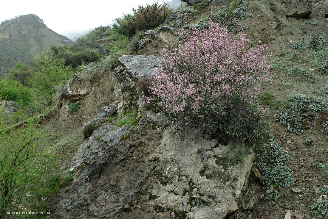 Image of Cerasus incana specimen.