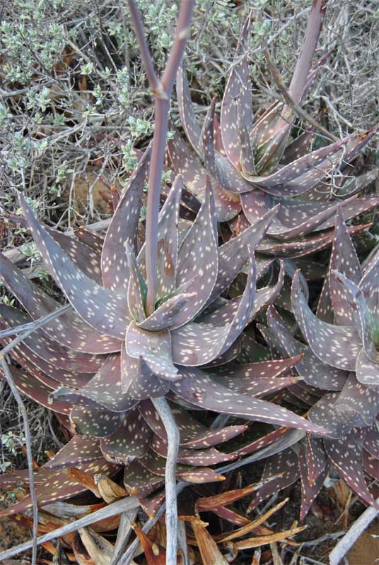 Изображение особи Aloe maculata.