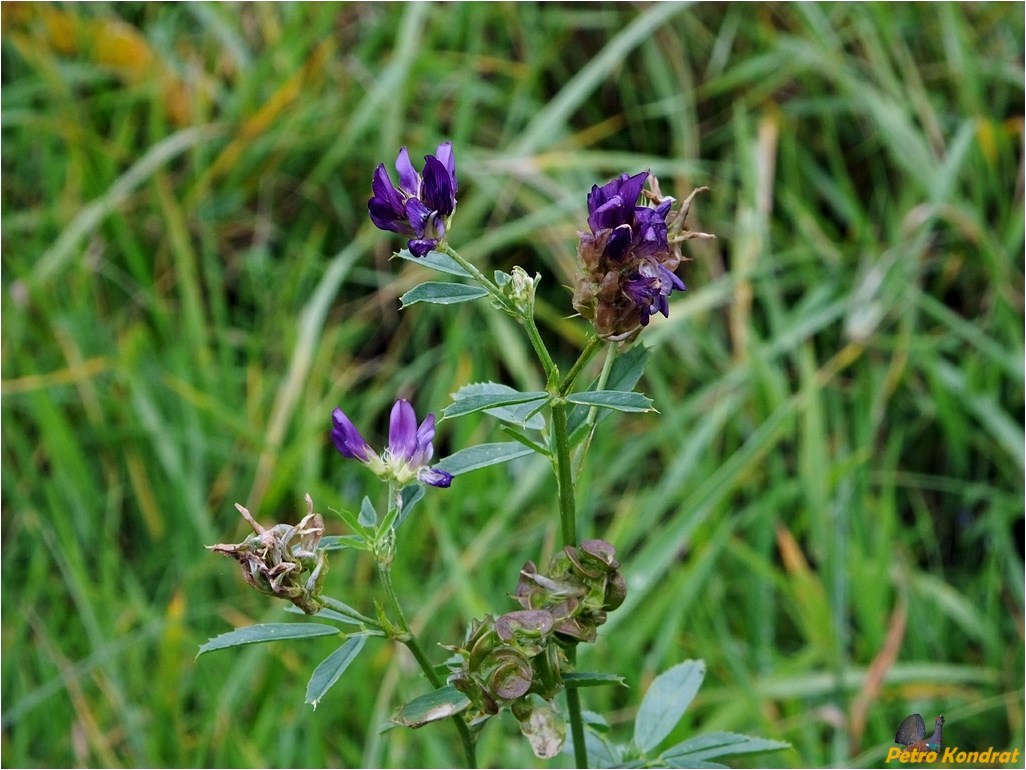 Image of Medicago sativa specimen.
