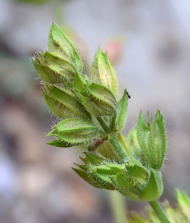 Изображение особи род Salvia.