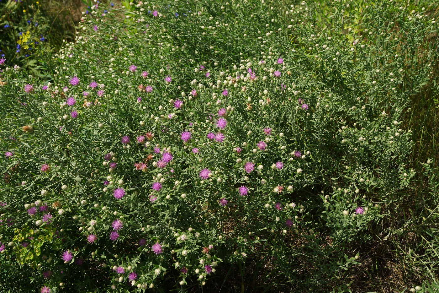 Image of Acroptilon repens specimen.