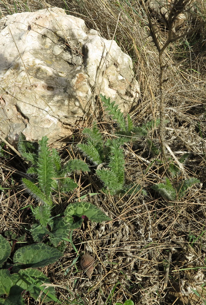 Image of Carlina curetum specimen.