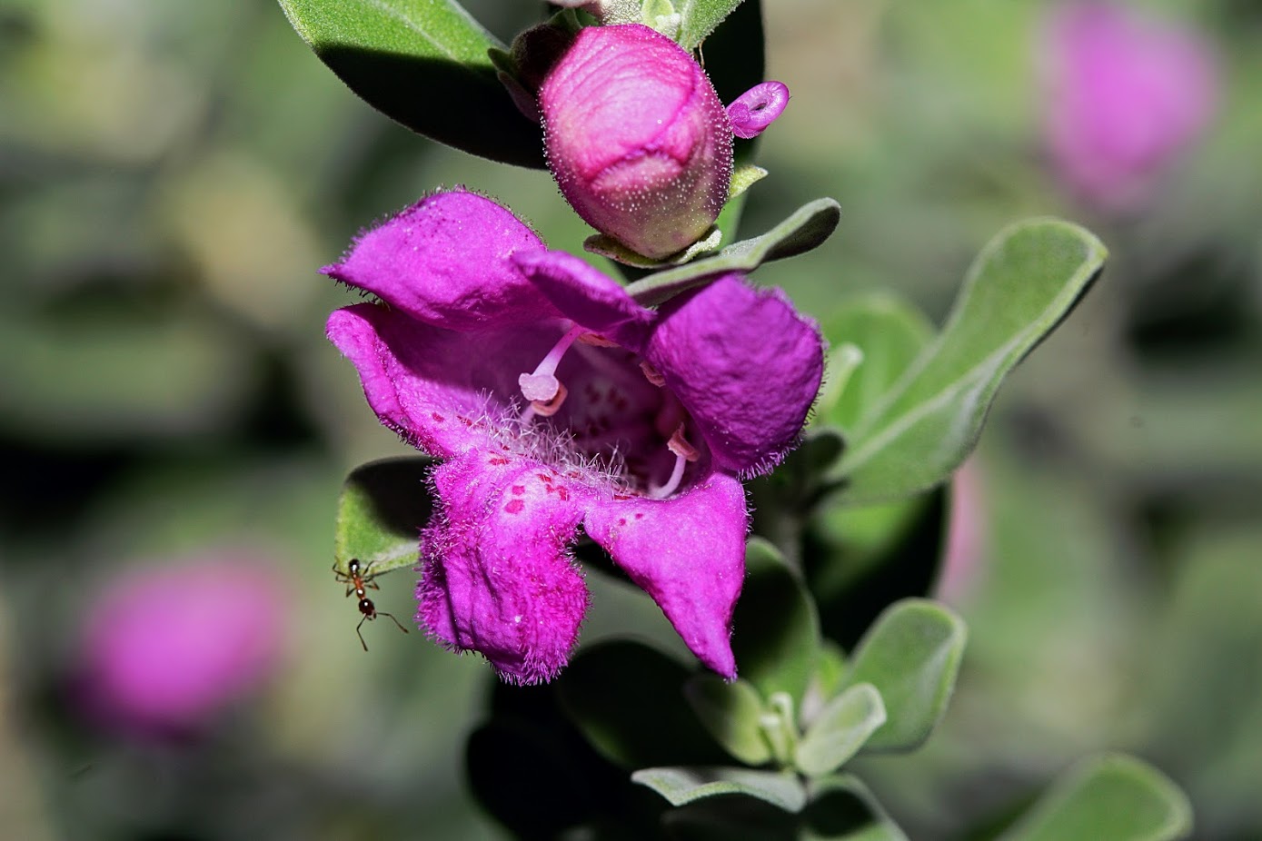 Image of Leucophyllum frutescens specimen.