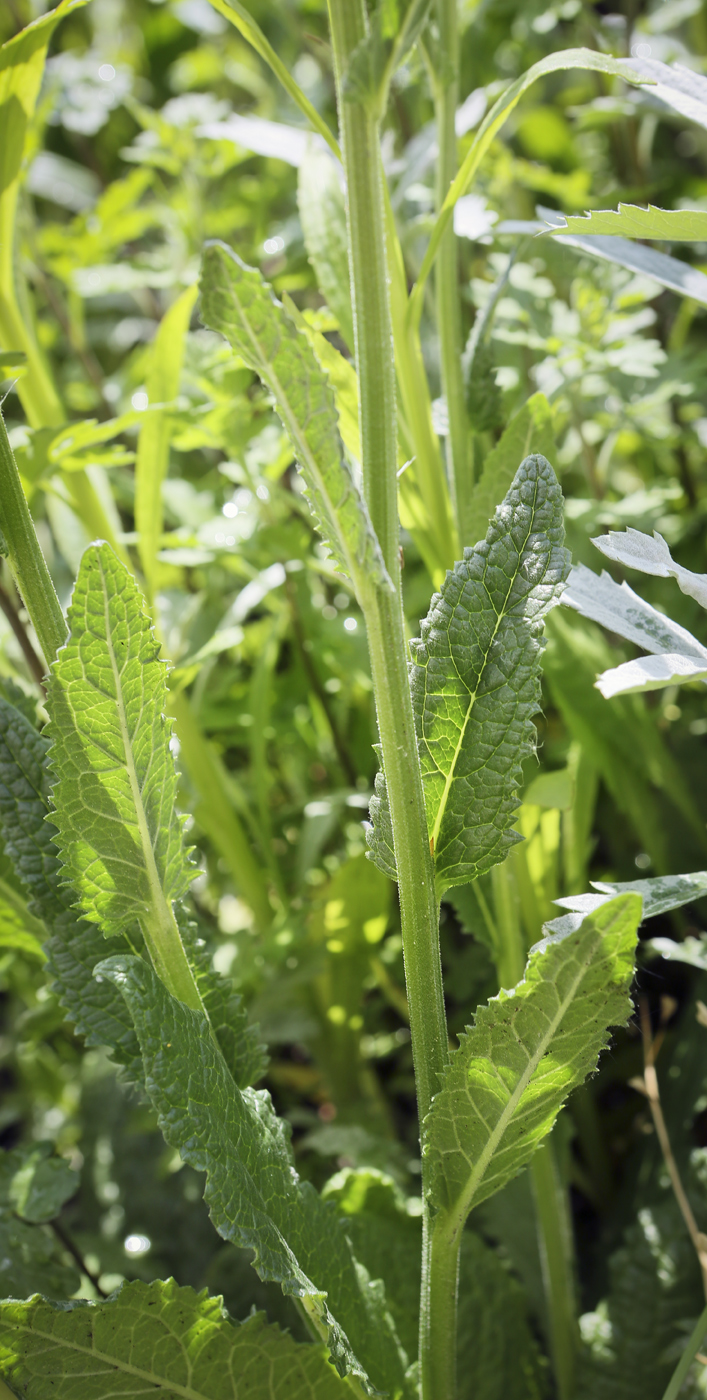 Изображение особи Verbascum phoeniceum.