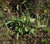 Valeriana tuberosa