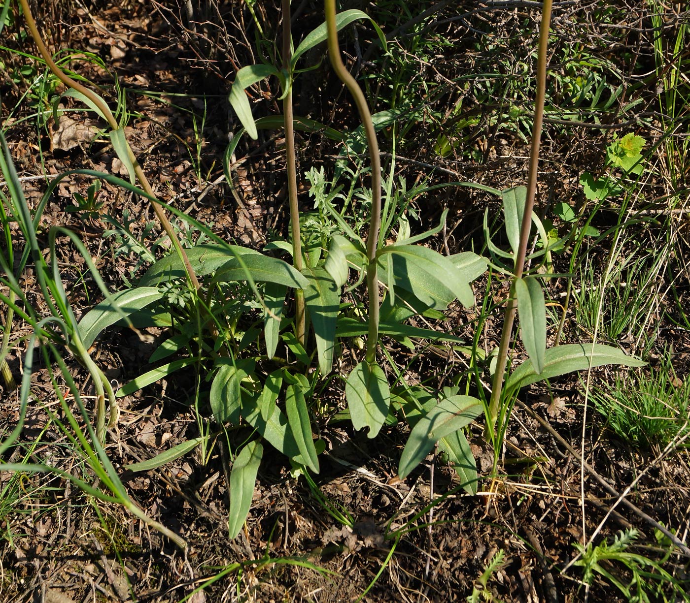 Image of Valeriana tuberosa specimen.