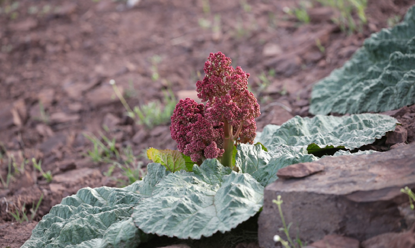 Image of Rheum tataricum specimen.