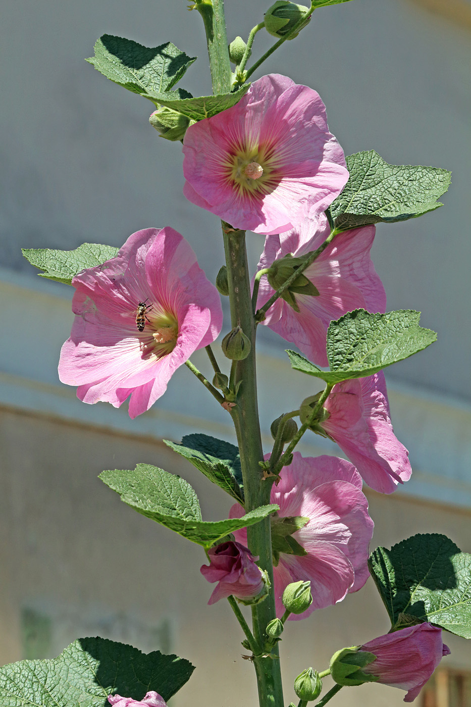 Image of Alcea rosea specimen.