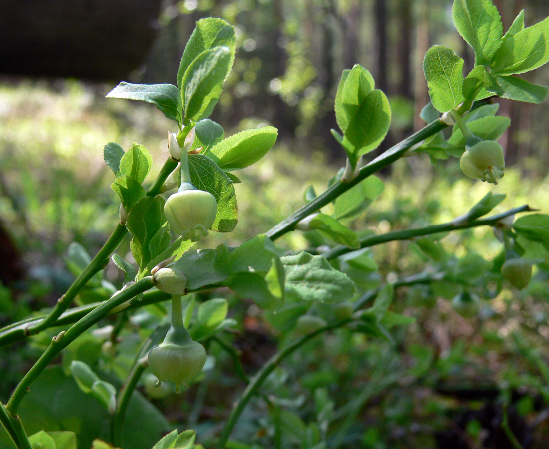 Image of Vaccinium myrtillus specimen.