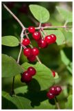 View full-size image Lonicera xylosteum