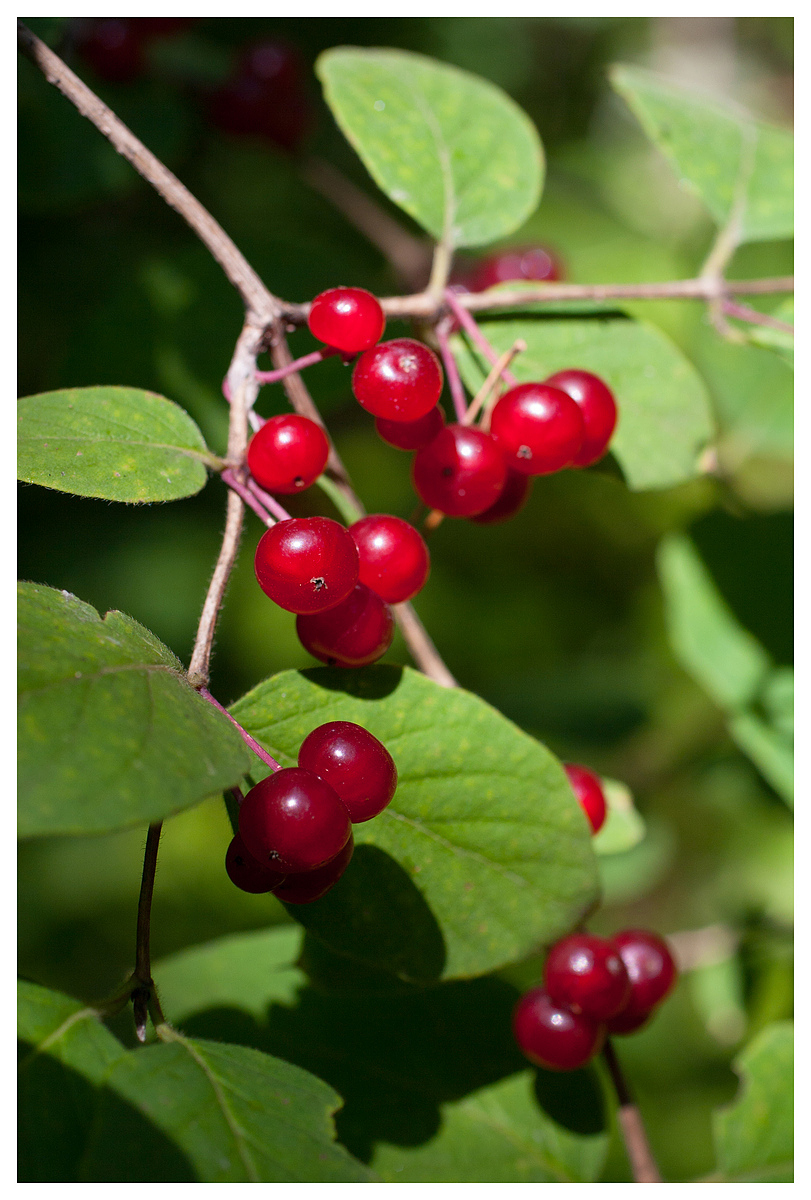 Image of Lonicera xylosteum specimen.