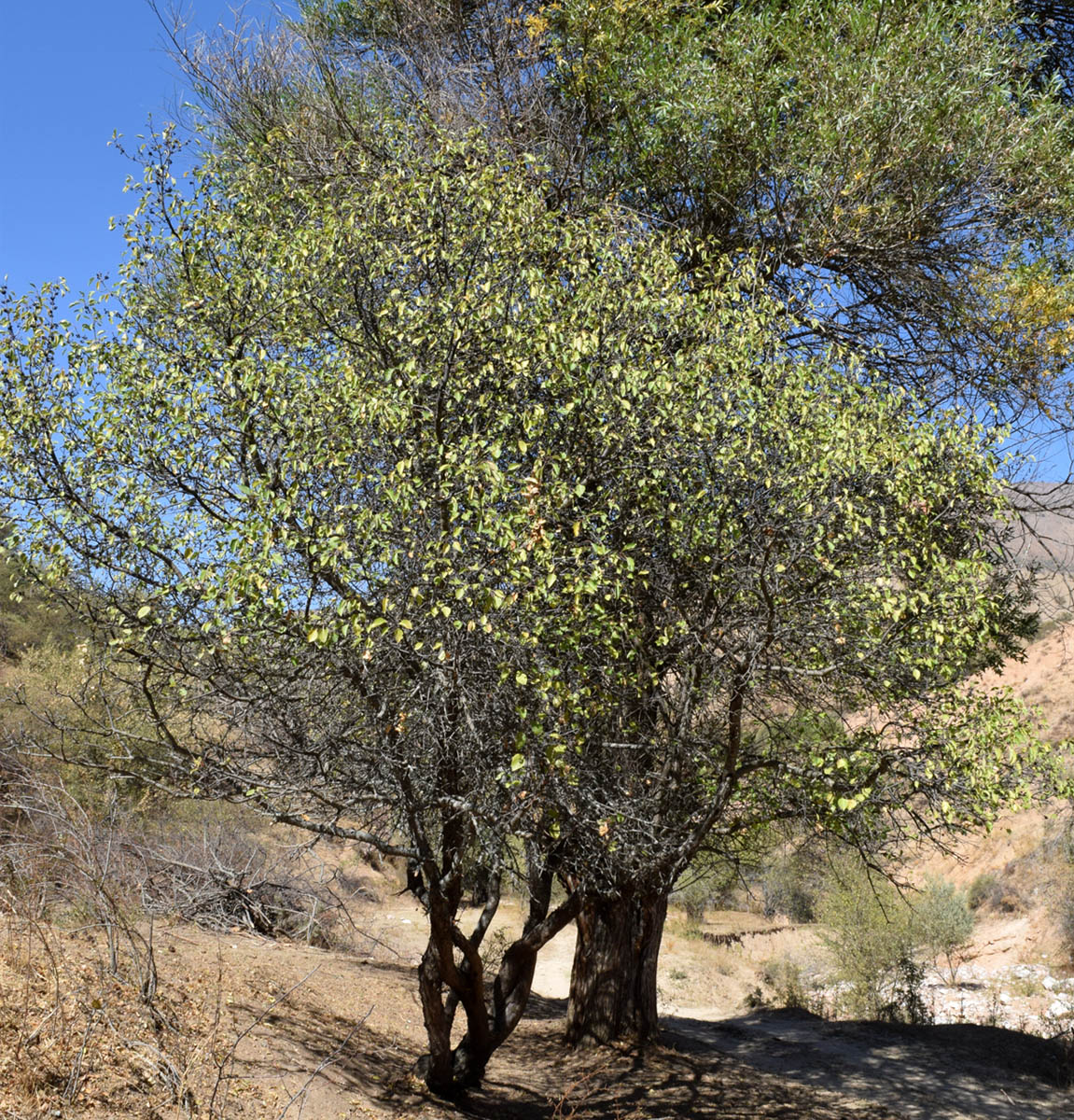 Image of Rhamnus cathartica specimen.