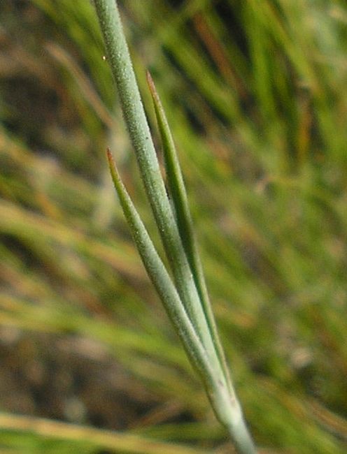 Изображение особи Dianthus guttatus.