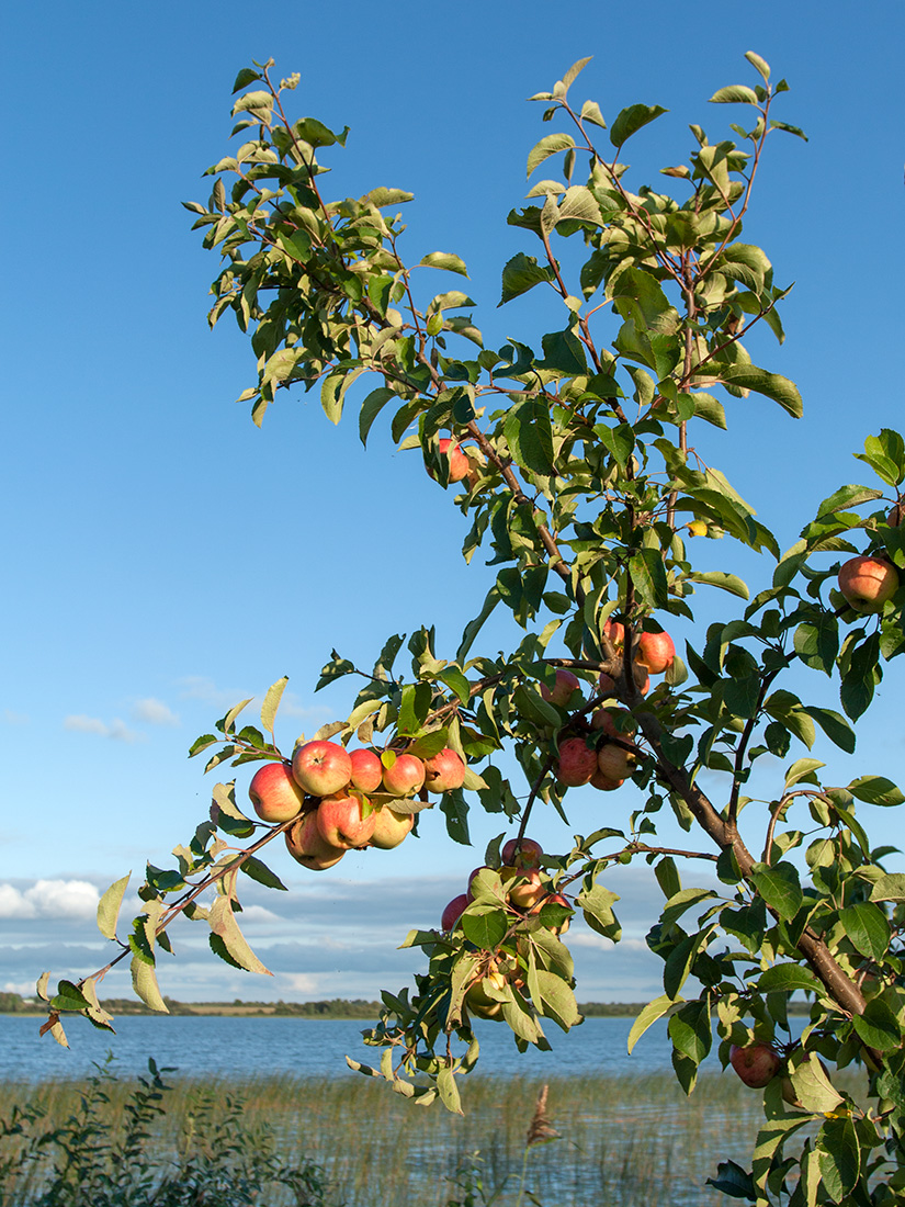 Изображение особи Malus domestica.