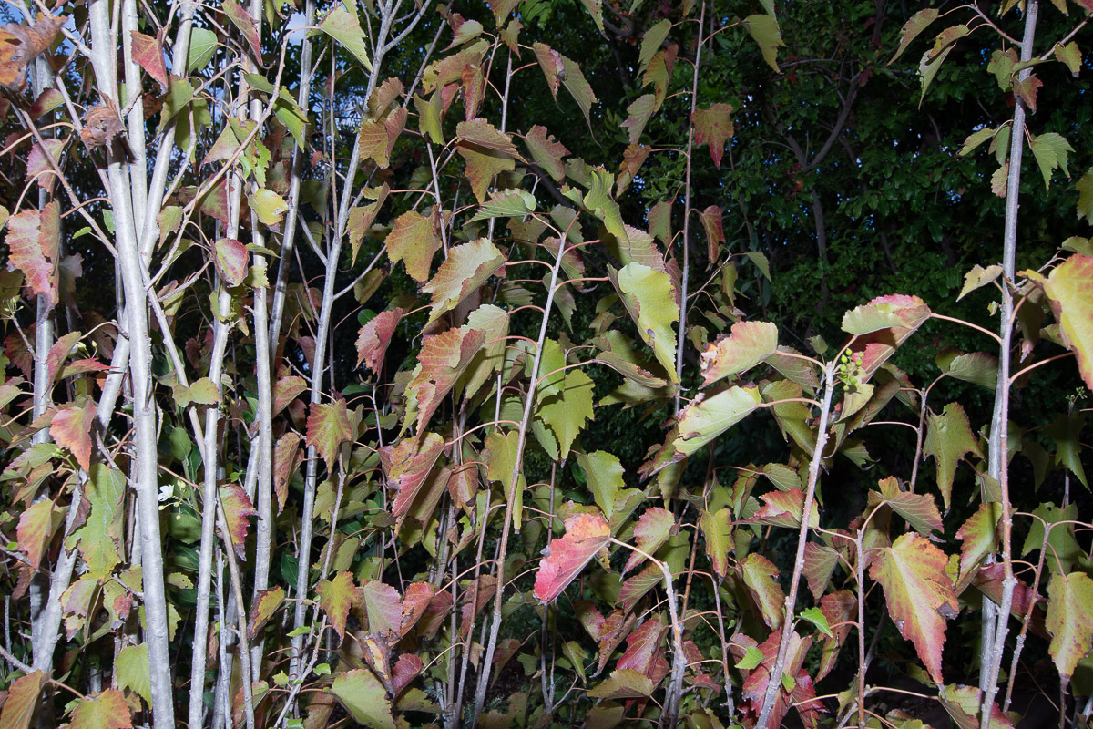 Image of Dombeya kirkii specimen.