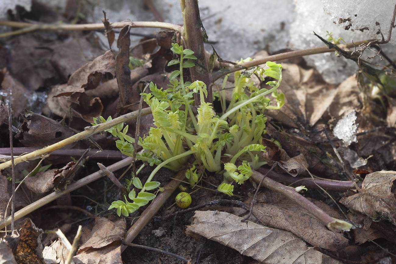 Изображение особи Polemonium pauciflorum.