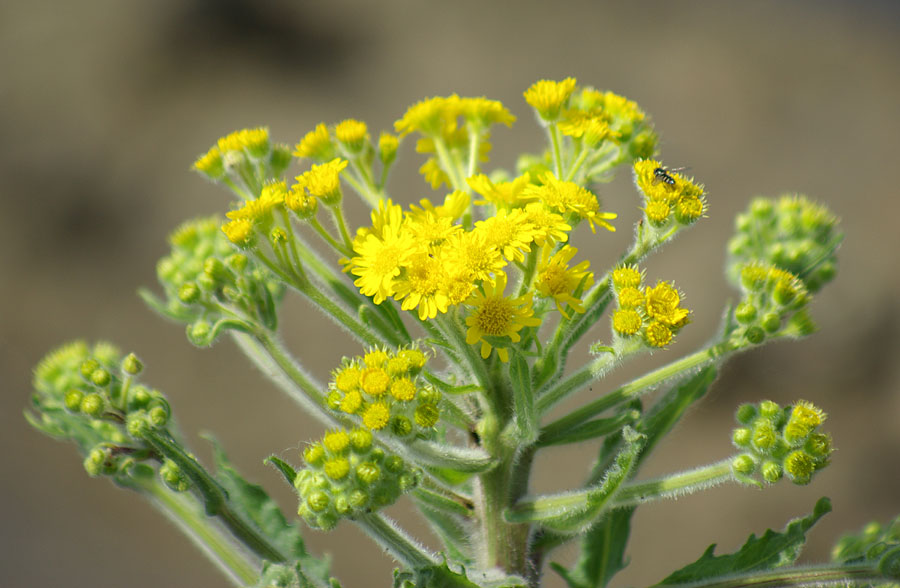 Image of Tephroseris palustris specimen.