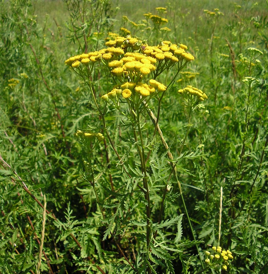 Image of Tanacetum vulgare specimen.