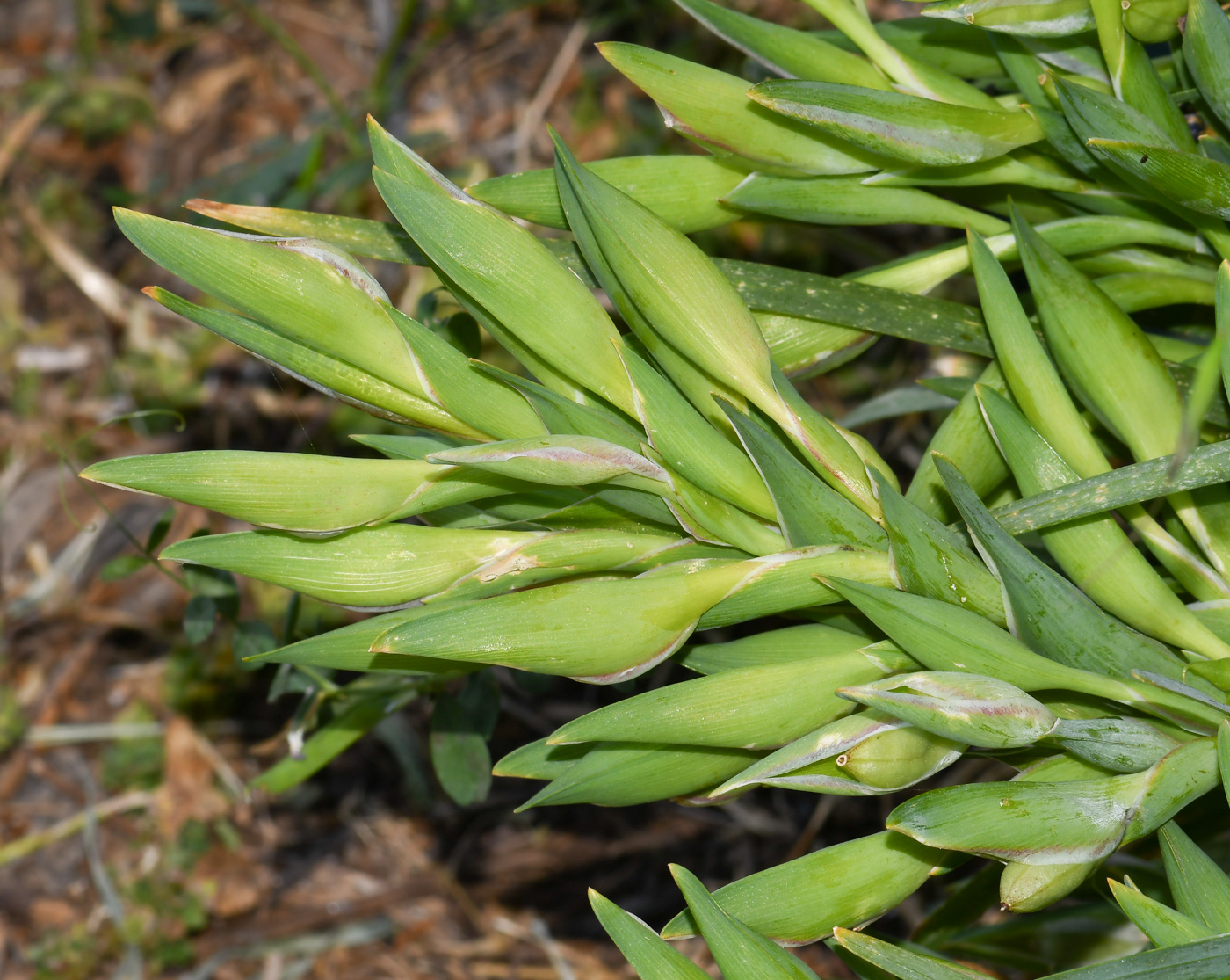 Image of Ferraria crispa specimen.