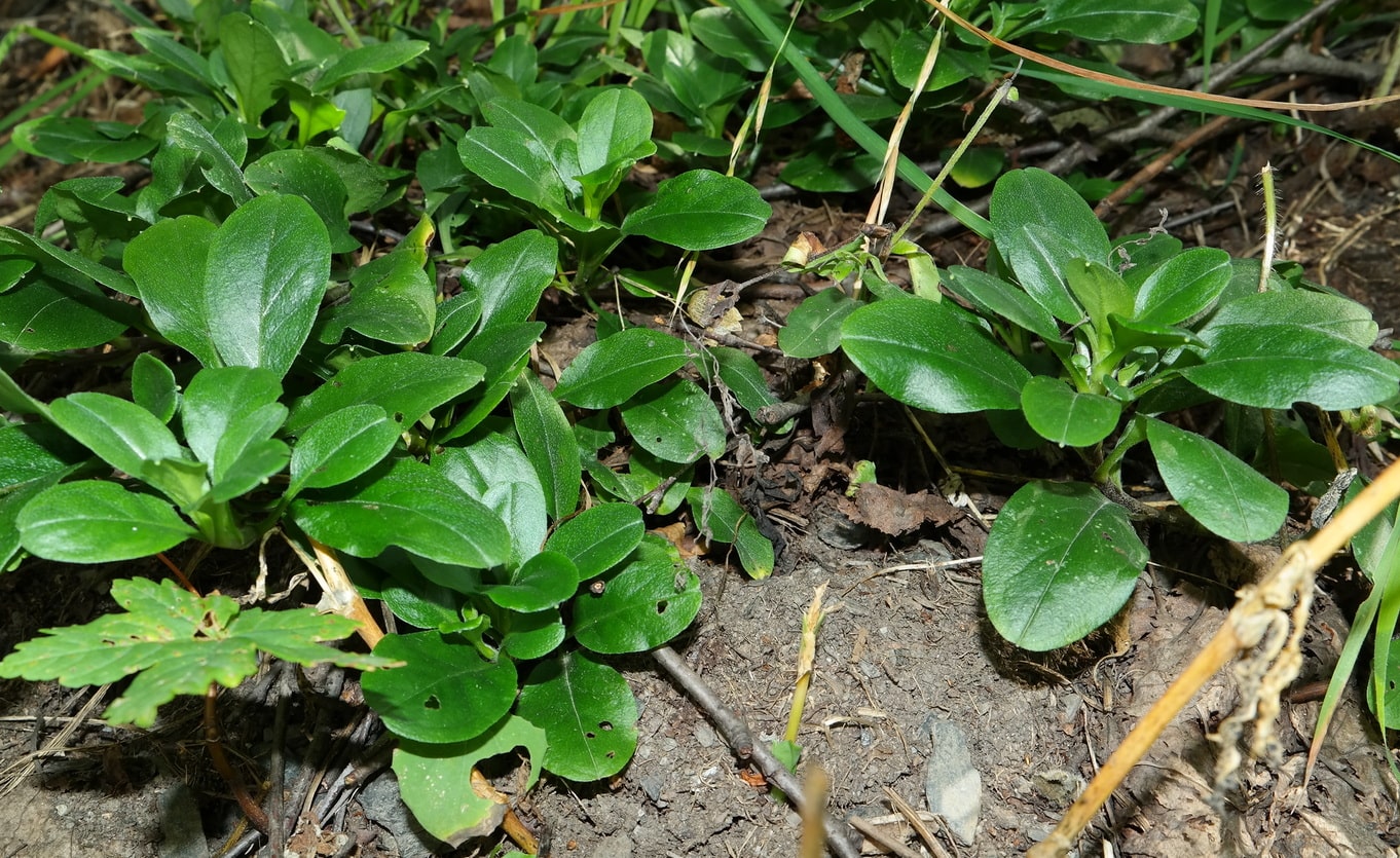 Image of Myosotis amoena specimen.