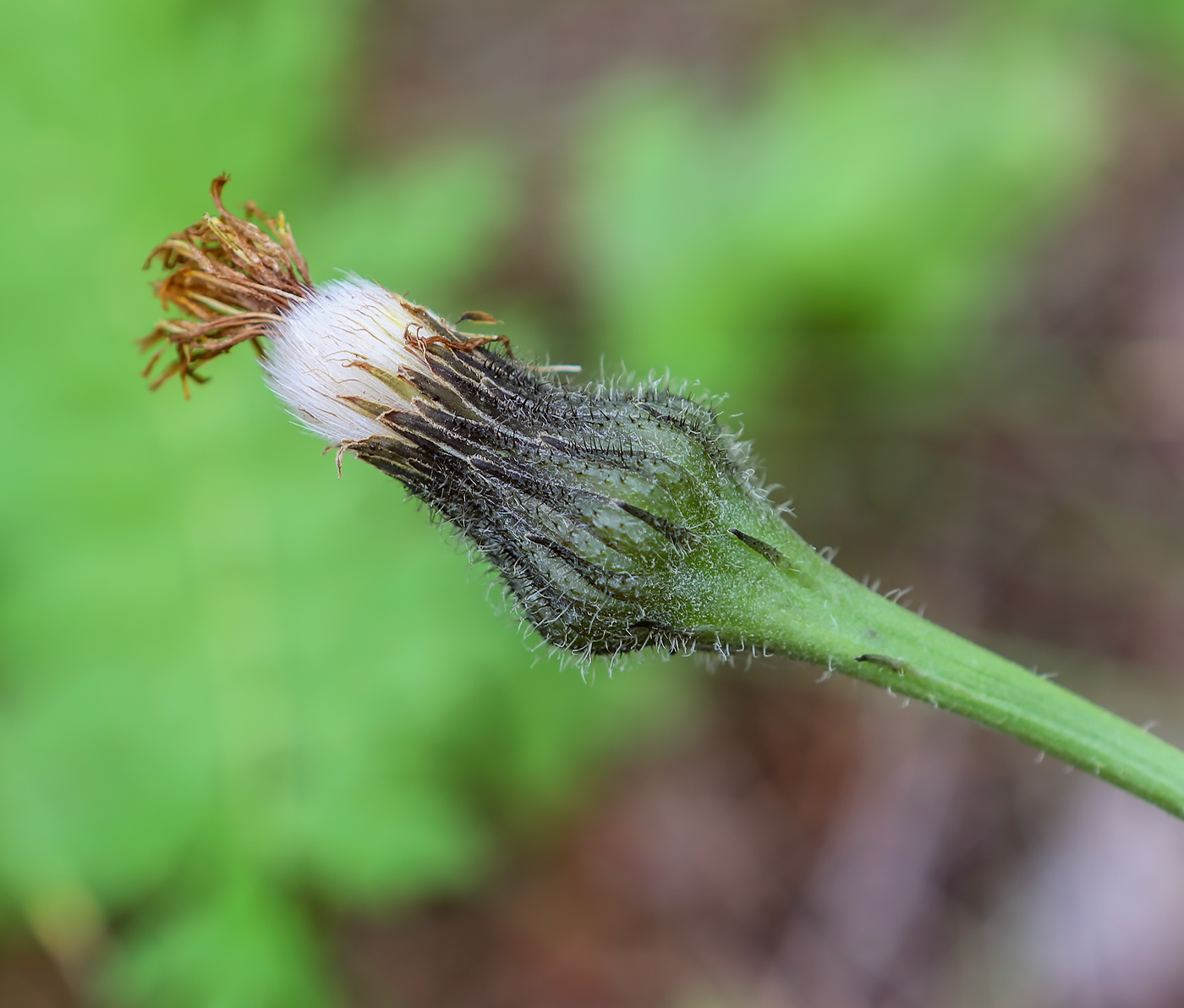 Изображение особи Trommsdorffia maculata.