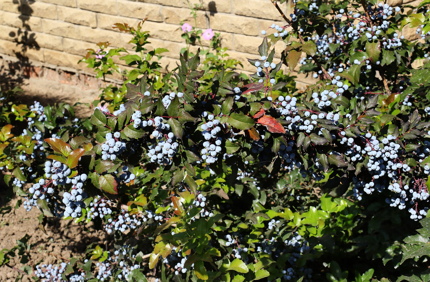 Image of Mahonia aquifolium specimen.