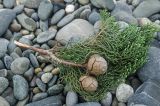 Cupressus sempervirens