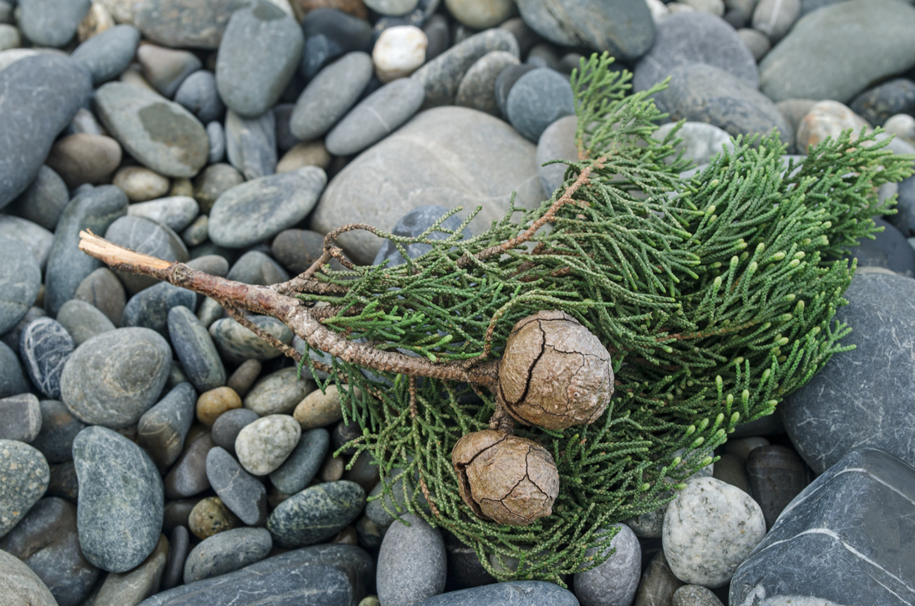 Изображение особи Cupressus sempervirens.