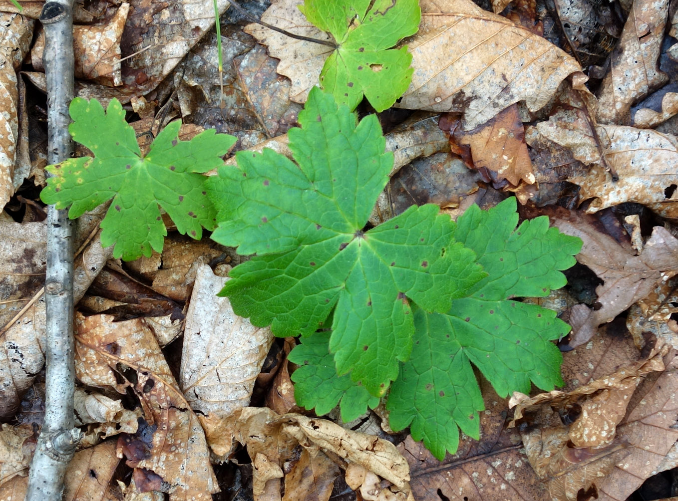 Image of genus Geranium specimen.