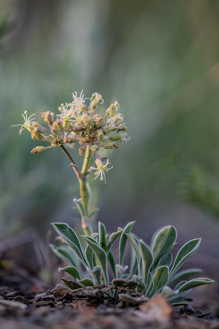 Image of Silene hellmannii specimen.