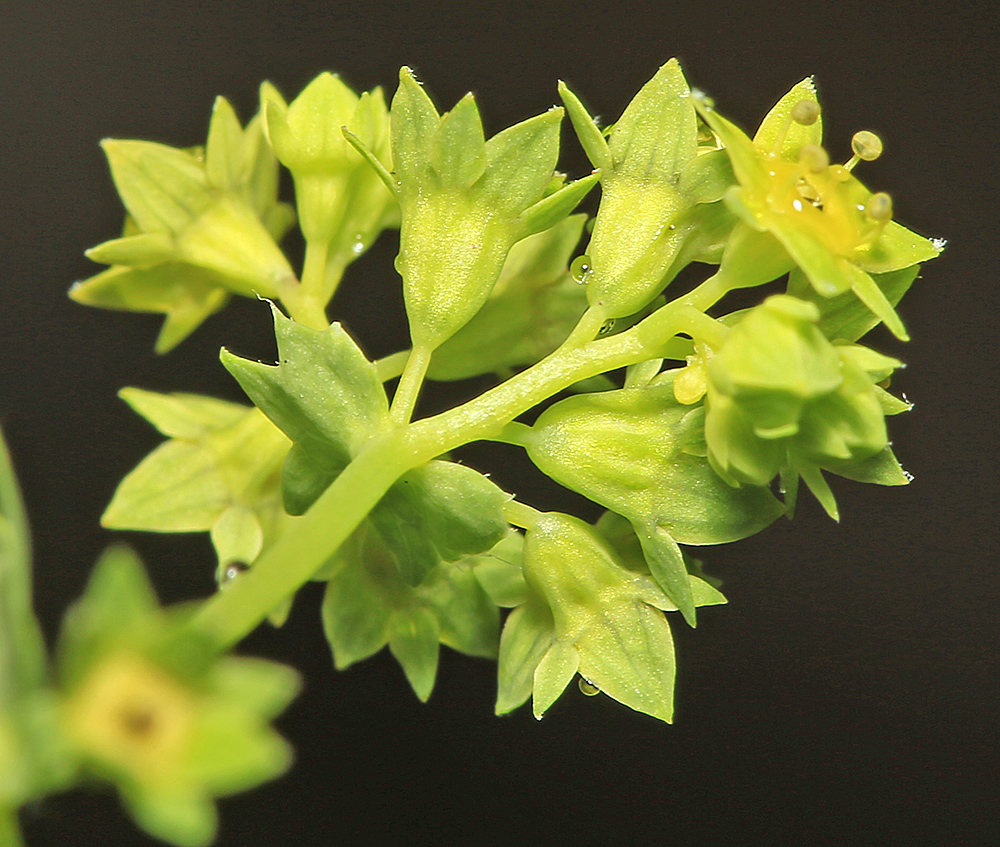 Image of Alchemilla micans specimen.