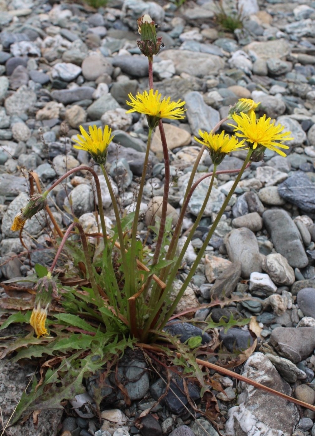 Image of Taraxacum macilentum specimen.