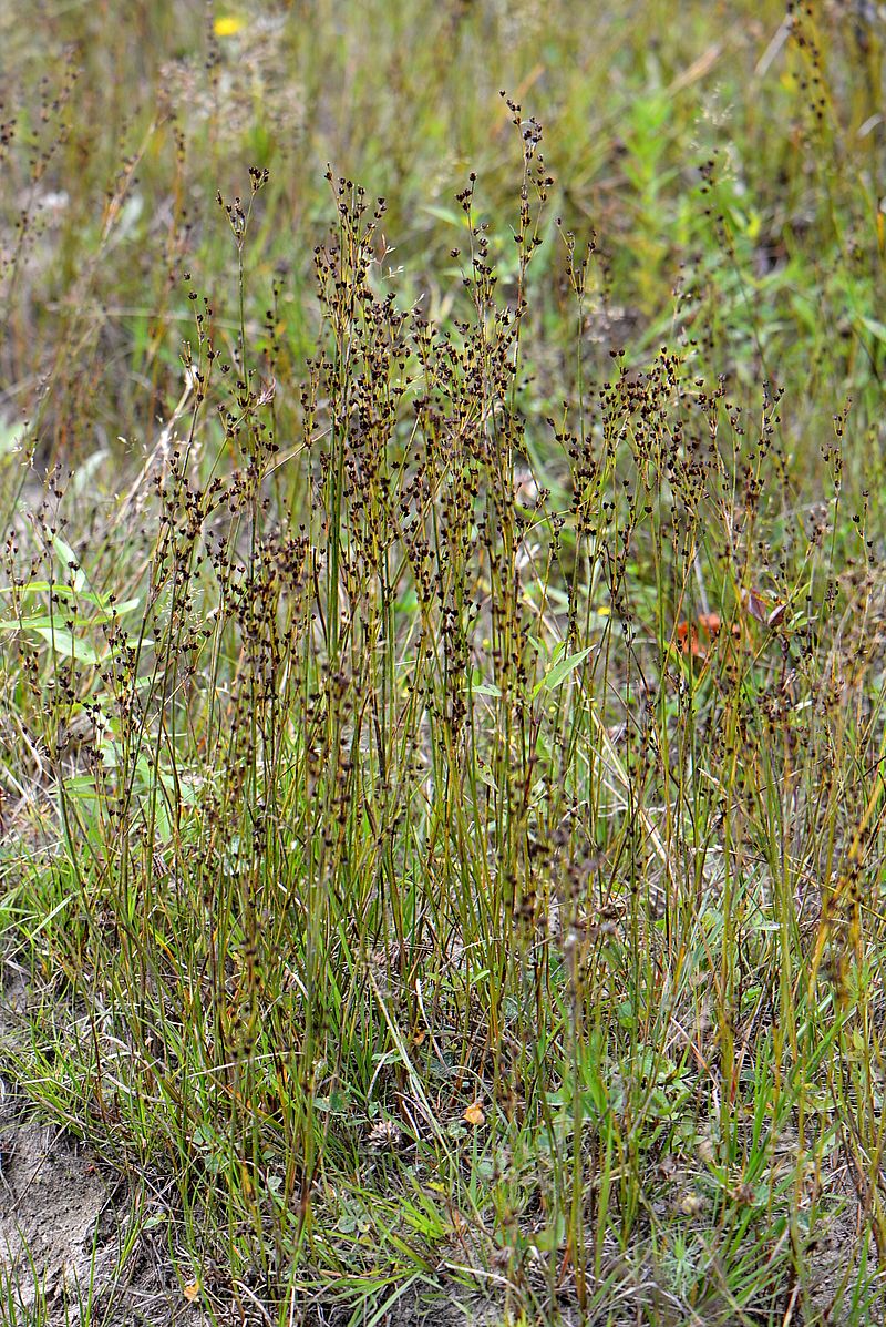 Изображение особи Juncus alpino-articulatus.