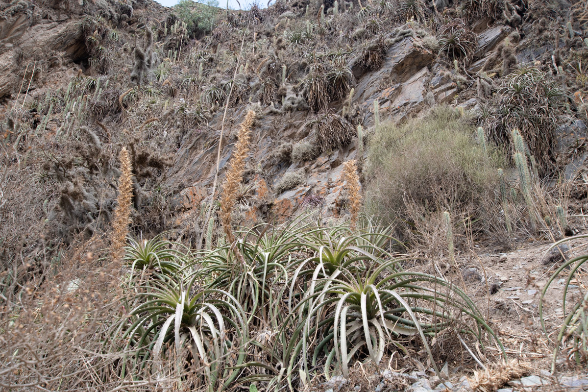 Image of familia Bromeliaceae specimen.