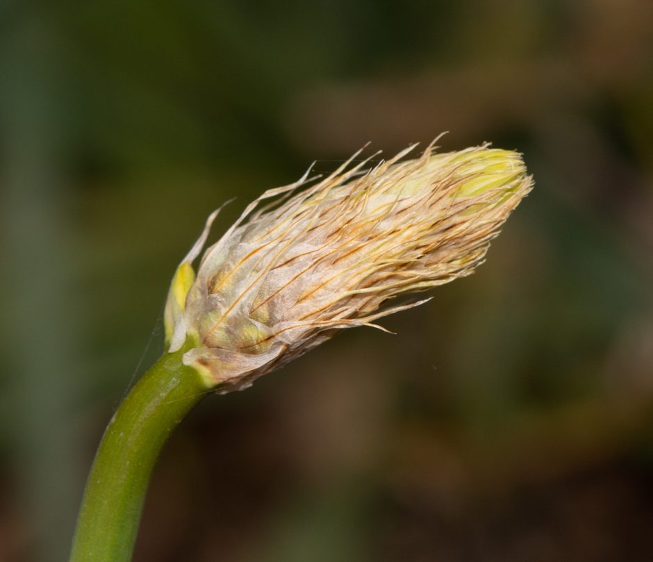 Image of Bulbine narcissifolia specimen.