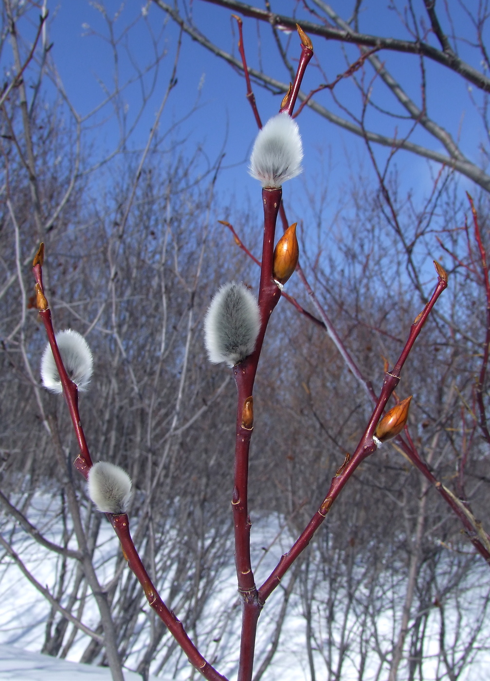 Изображение особи Salix rorida.