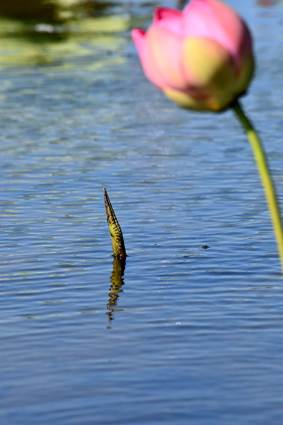 Изображение особи Nelumbo caspica.