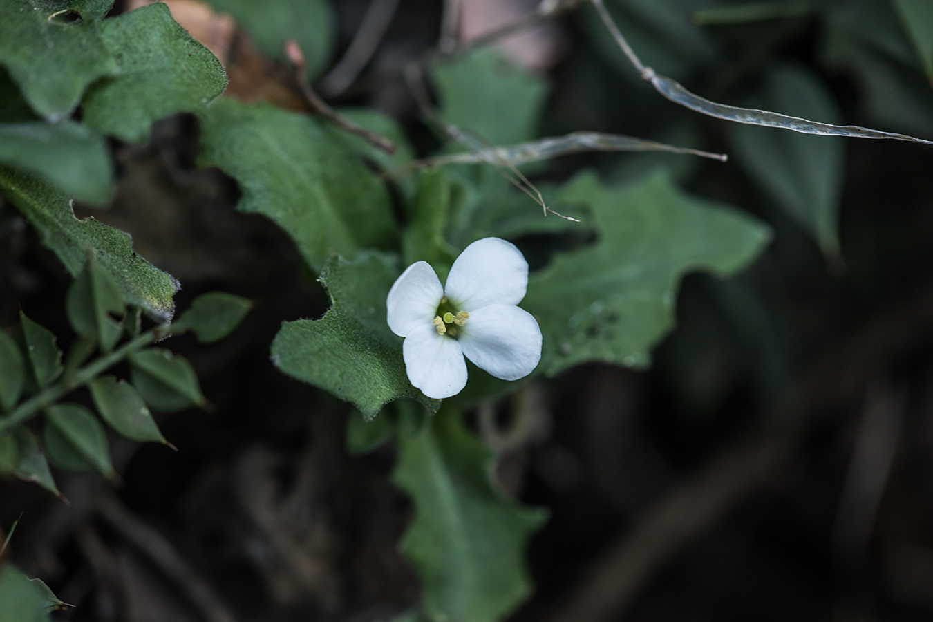 Image of Arabis caucasica specimen.