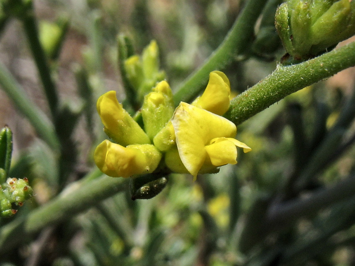 Image of Anthyllis hermanniae specimen.