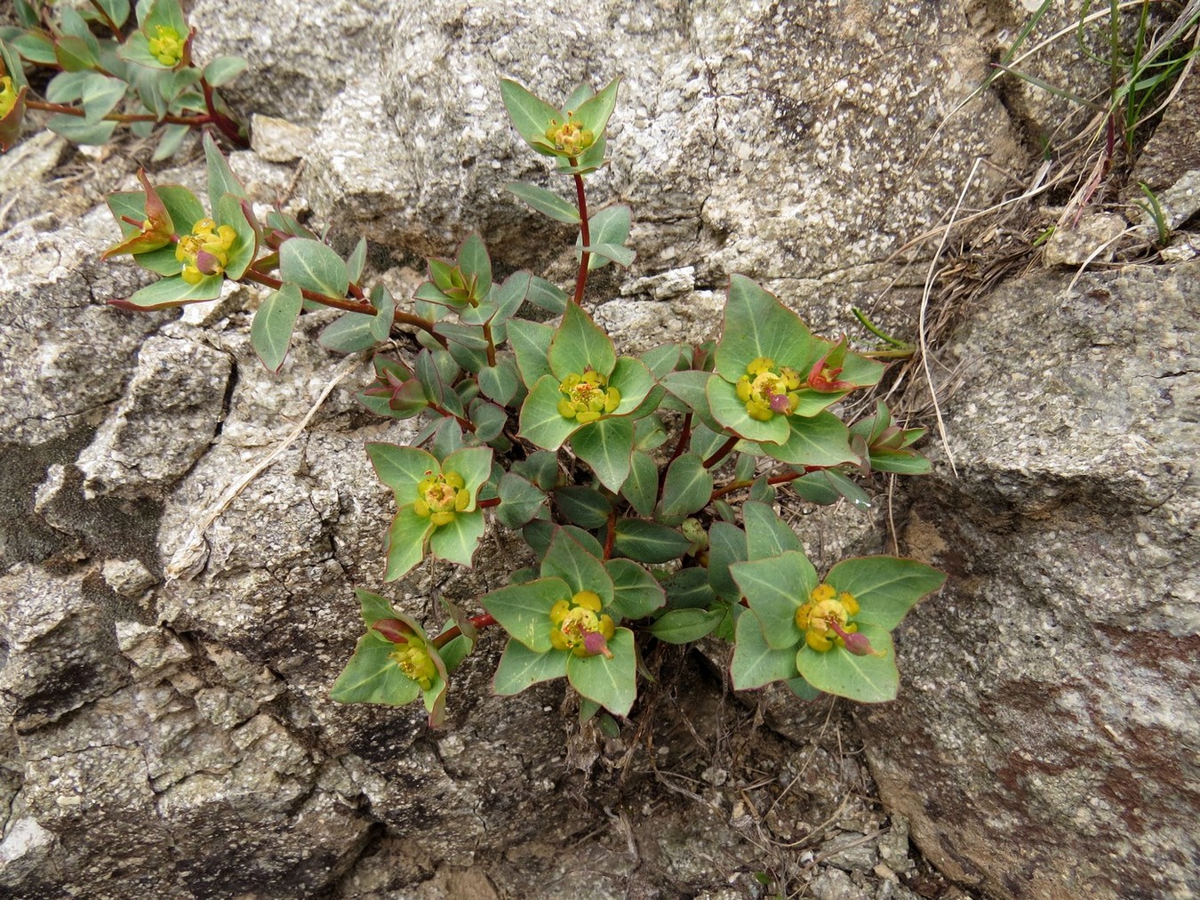 Image of Euphorbia monocyathium specimen.