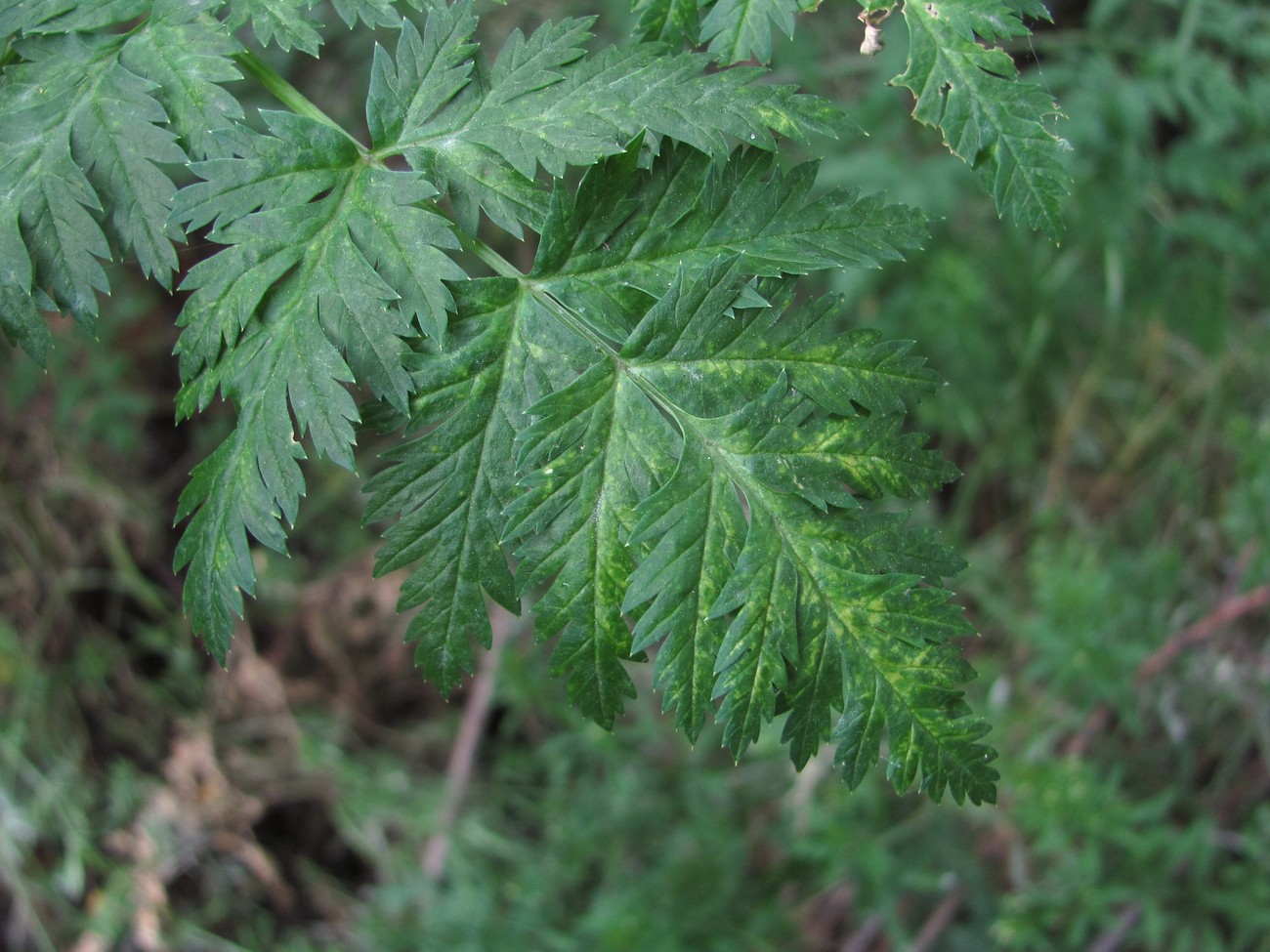 Изображение особи Conium maculatum.