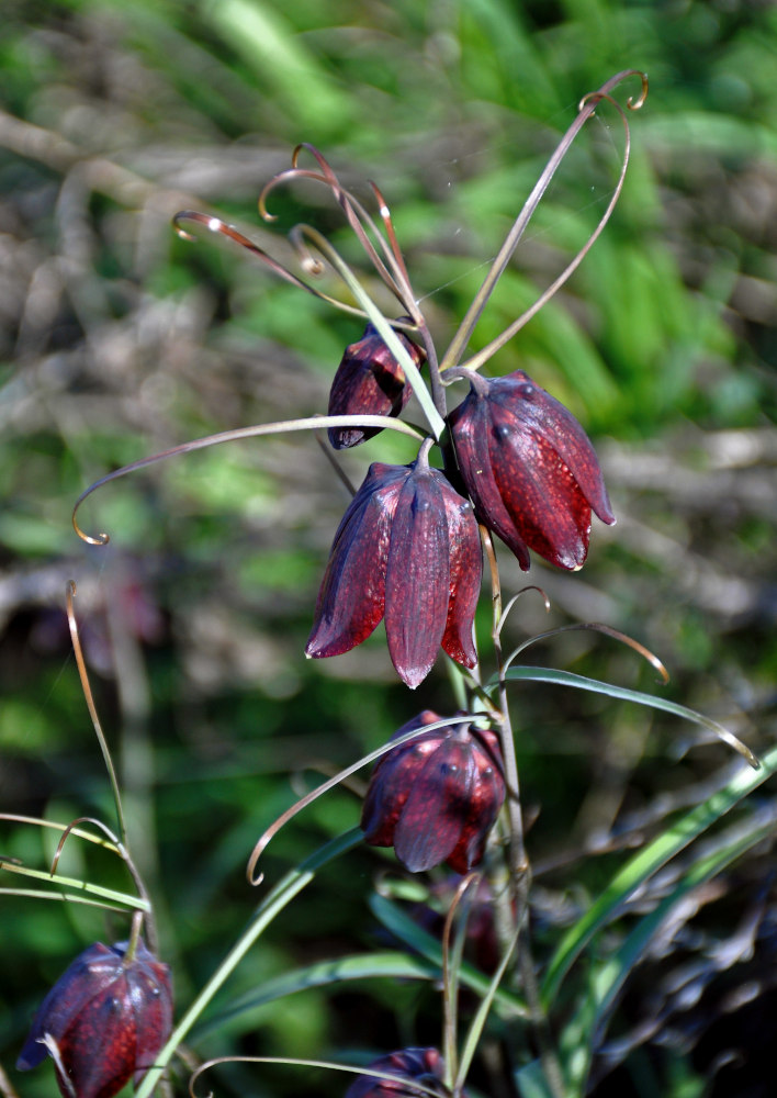 Image of Fritillaria ruthenica specimen.