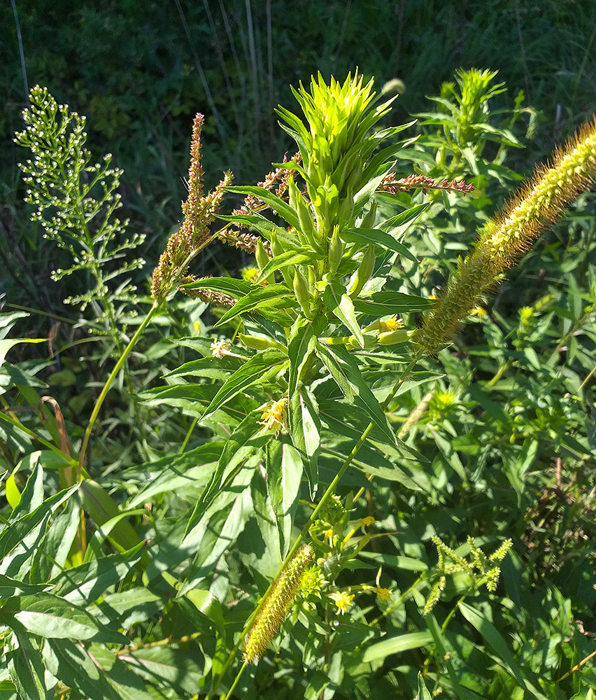 Image of Oenothera oakesiana specimen.