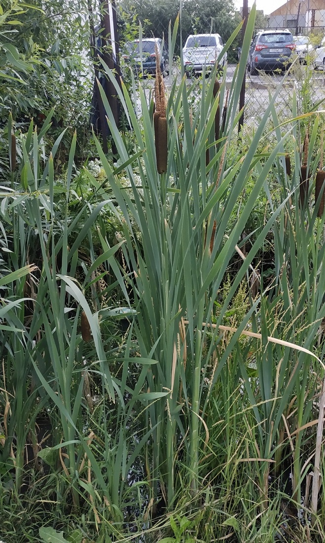 Изображение особи Typha latifolia.