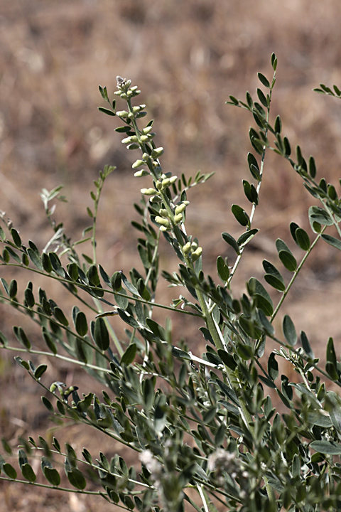 Image of Goebelia pachycarpa specimen.